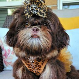 Brooklyn - Shih Tzu
