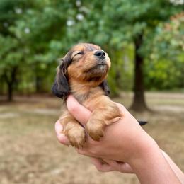Blanche AKC HEALTH GUARANTEE - Red female Dachshund puppy in El Dorado, Arkansas from LovelylilDoxies