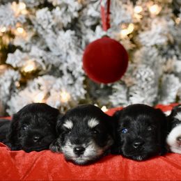 Miniature Schnauzer puppies from 3M Kennels, LLC