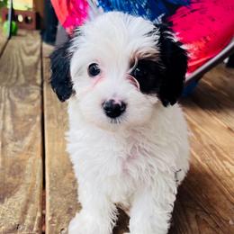 Prada (Parti) - Parti female Yorkipoo puppy in Duncan, South Carolina from Sonshine Yorkies