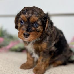 Wren - Chocolate female Cavapoo puppy in Kankakee, Illinois from Apricot Roots Doodles
