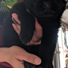 German Shepherd Puppies from Von De León German Shepherds