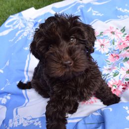 Australian Labradoodle Puppies from Australian Heritage Labradoodles
