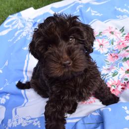 Australian Labradoodle Puppies from Australian Heritage Labradoodles