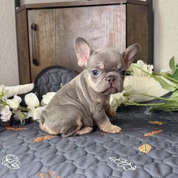 Priscilla - Tricolors female French Bulldog puppy in Colorado Springs, Colorado from Sun Mountain Frenchies