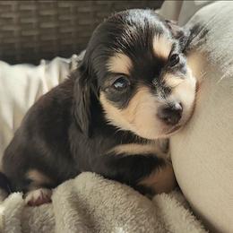 Naomi - Black and cream female Dachshund puppy in Strafford, Missouri from LL Weens