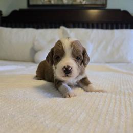Oak - Red  male Goldendoodle puppy in Floyd, Virginia from Hearts and Paws Poodles and Doodles
