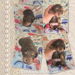Jaclyn - Chocolate and tan female Dachshund puppy in Grove, Oklahoma from Dachs on the lake