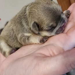 French Bulldog and Rottweiler Puppies from Riggs Blue Collar Rottweilers Von Haus Duxi