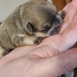 French Bulldog and Rottweiler Puppies from Riggs Blue Collar Rottweilers Von Haus Duxi