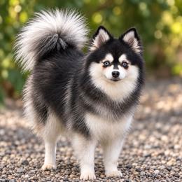 Beebs - Pomsky