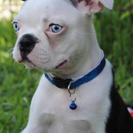 Leo Blue Eyes - Black brindle and white male Boston Terrier puppy in Brooksville, Florida from Delamorés Pups
