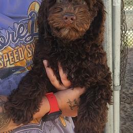 1 - Chocolate male Australian Labradoodle puppy in Ocala, Florida from Vinton Valley Australian Labradoodles
