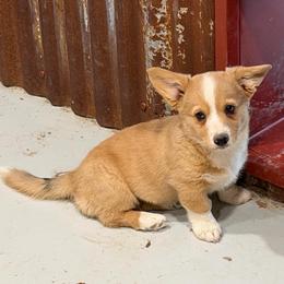 Merle female - Red merle and white female American Corgi puppy in Fort Worth, Texas from King of Hearts Kennels