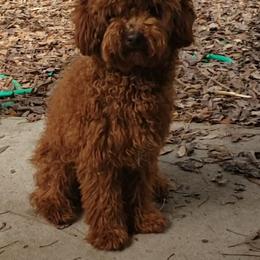 Brodie - Maltipoo