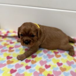 Emmy (yellow collar) - Ruby female Cavalier King Charles Spaniel puppy in Ocala, Florida from Ray of Sunshine Spaniels LLC