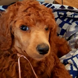 Belle Belle - Poodle