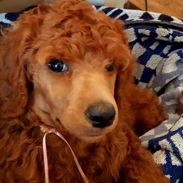 Belle Belle - Poodle
