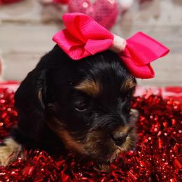 Gracie - Black and tan female Cockapoo puppy in Richton, Mississippi from Magnolia Hill Doodles