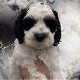 Zeno - Black white and tan male Cockapoo puppy in Connersville, Indiana from MoonShine Babies