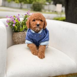 Goldendoodle Puppies from Dream Doodles in Spokane WA