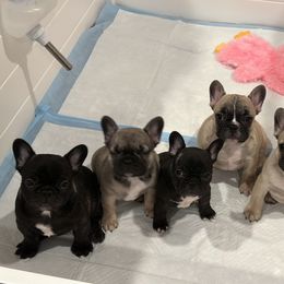 French Bulldog Puppies from Pawcific Coast Bullies