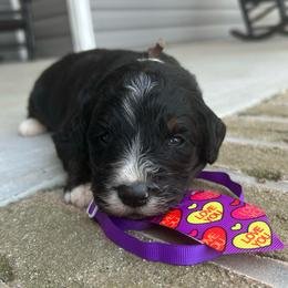 Shnookums - Tri-color male Bernedoodle puppy in Camden, North Carolina from Oopsie Doodles of NC