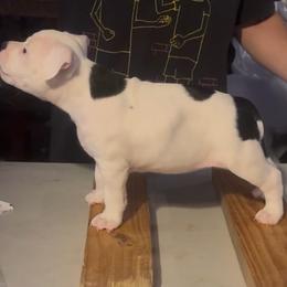 Secretariat - Black tri-color female American Bully puppy in Princeton, Texas from District 12 Kennels