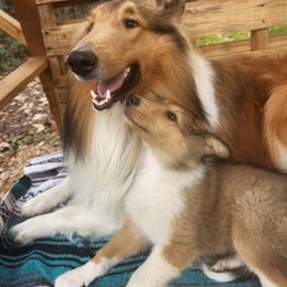 Collie Puppies from Critter cottage
