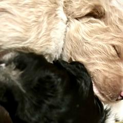 Double Doodles and Labradoodles from MerryGold Doodles