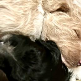 Double Doodles and Labradoodles from MerryGold Doodles