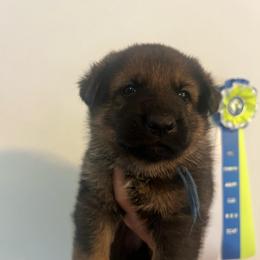 Macho - Sable male German Shepherd puppy in Boerne, Texas from Sudenblick German Shepherds