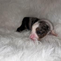 Girl 1 - Blue merle Toy Australian Shepherd puppy in Corydon, Indiana from Arbuckle’s Lookin Good Aussies (LGA)