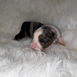 Girl 1 - Blue merle Toy Australian Shepherd puppy in Corydon, Indiana from Arbuckle’s Lookin Good Aussies (LGA)