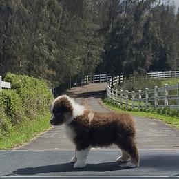 Sirius - Red merle male Miniature American Shepherd puppy in Kamuela On The Big Island, Hawaii from Royal Hawaiian Aussies LLC
