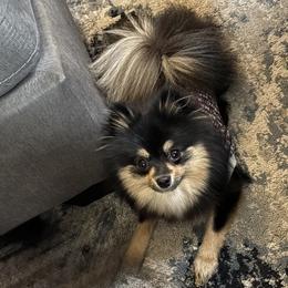 Pomeranians from 918 Pomeranians