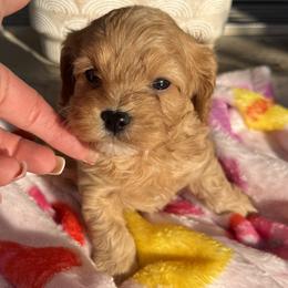 Uno - Red male Cavapoo puppy in Ocala, Florida from Clad Doodles