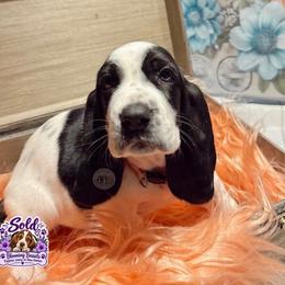 Sage - Black and white female Basset Hound puppy in Hodges, South Carolina from Blooming Bassets