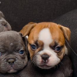 French Bulldog Puppies from Wilson Frenchies