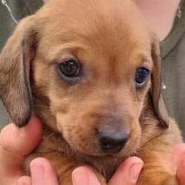 Dachshunds from Zeugin Doxies
