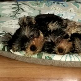 Yorkshire Terrier Puppies from Elite's Touch of Klas Yorkies