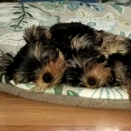 Yorkshire Terrier Puppies from Elite's Touch of Klas Yorkies