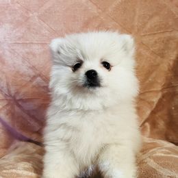 Prue - White female Pomeranian puppy in St. Louis, Missouri from Saint Louis Pomeranian babies