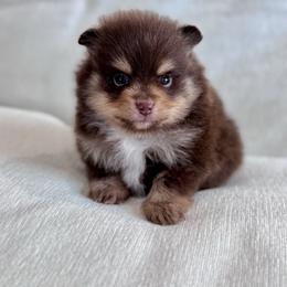 Jr. - Chocolate parti male Pomeranian puppy in Canandaigua, New York from Fingerlakes Pomeranians