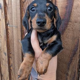 Boy 3 black and tan - Black and tan male Dachshund puppy in Chehalis, Washington from Hill Top Dachshunds