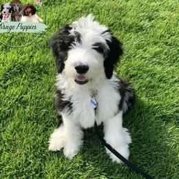Goldendoodles, Labradoodles, Poodles, and Sheepadoodles from Osage Puppies LLC
