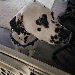 Beckham - White and black Dalmatian puppy in Nelsonville, Ohio from Woofter Dalmatians