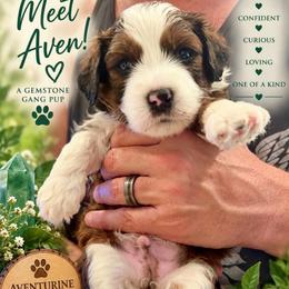 Aven - aventurine - Parti male Assorted Doodle Crosses puppy in Las Vegas, Nevada from Gemstone Gang Doodles