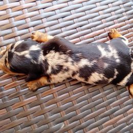 Silver dapple - Dapple male Dachshund puppy in Cedar Rapids, Iowa from Paulassillydogs