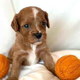 Boy 2 - male Cavapoo puppy in Greenville, South Carolina from Reedy River Doodles